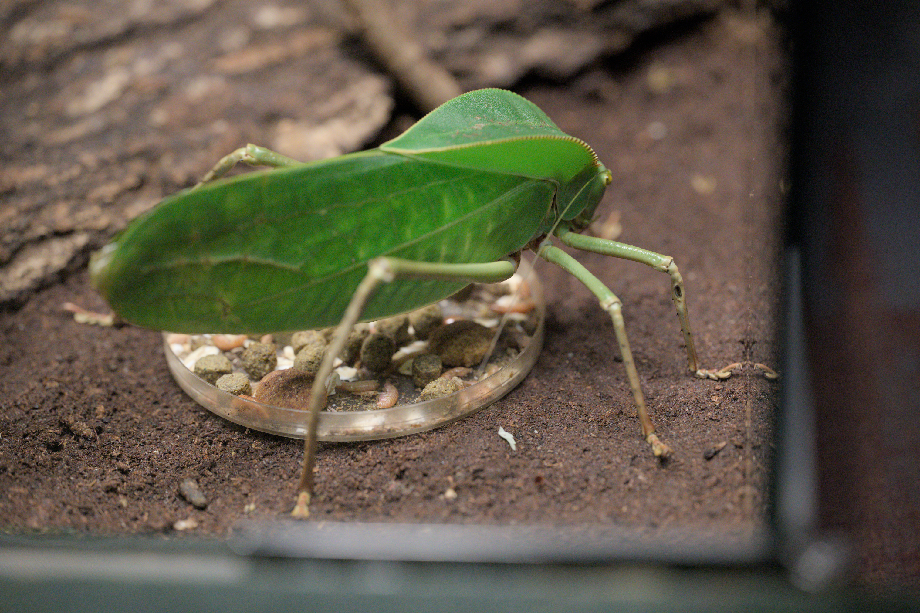 2025/10/12 - zoo/DSC_0216.jpg